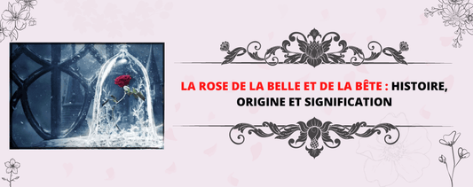 ROSE FLEUR DE LA BELLE ET DE LA BÊTE L'HISTOIRE