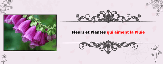 fleur sous la pluie
