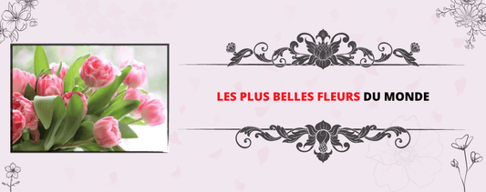 top des plus belles fleurs du monde