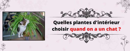 Quelles plantes d'intérieur choisir quand on a un chat