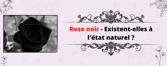 Rose Noir - Existent-elles à l'état naturel ?