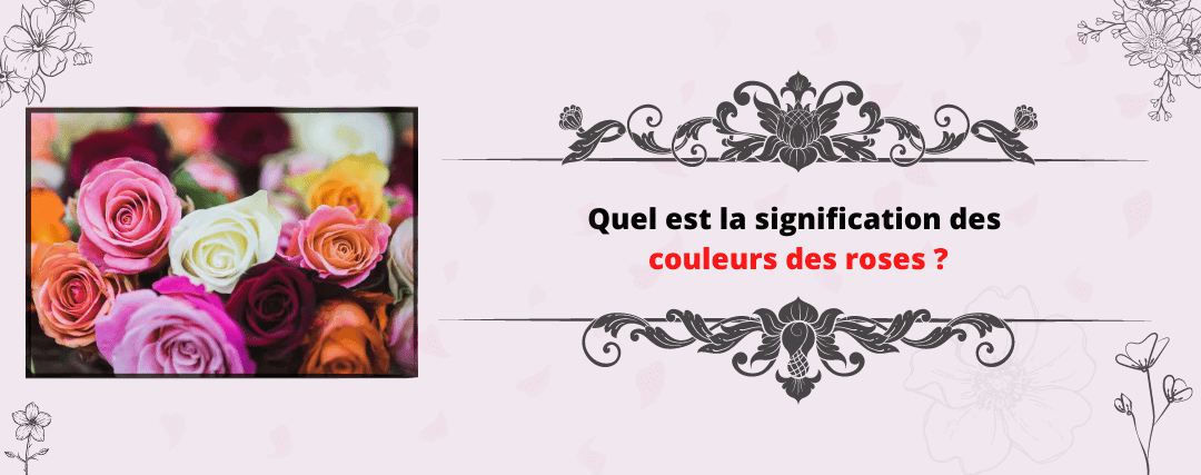 Gfleur Rose Rouges Signification Quelle est la signification des couleurs des roses ? – Ourson En Rose