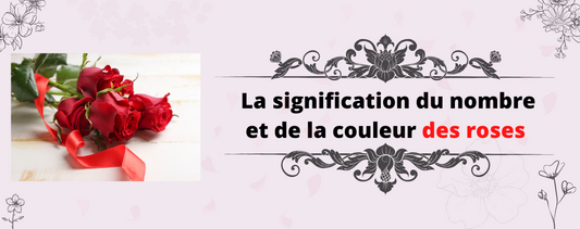 La signification de la couleur des roses et du nombre de roses